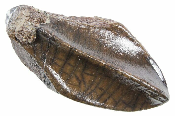 Large, Fossil Hadrosaur (Edmontosaurus) Tooth - Wyoming #357013